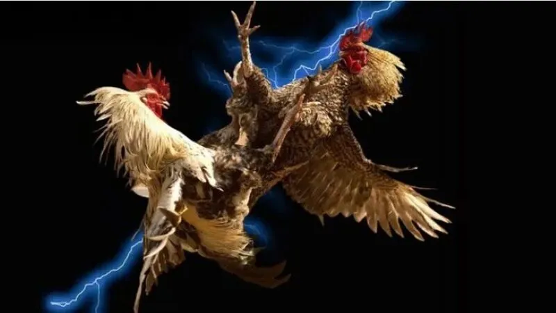 Các bước dễ dàng tham gia đá gà Thomo tại AE888