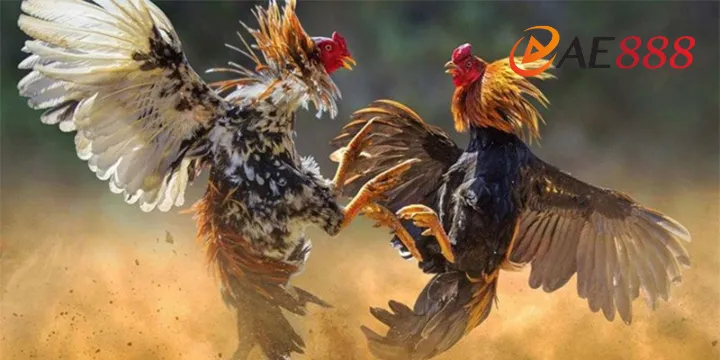 Đá gà Campuchia tại AE888 – Trận địa máu lửa của những chiến kê đỉnh cao