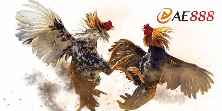 Đá gà online là gì? Các loại hình đá gà AE888 được yêu thích nhất