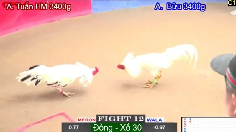 Vì sao nên chơi đá gà Thomo tại AE888?