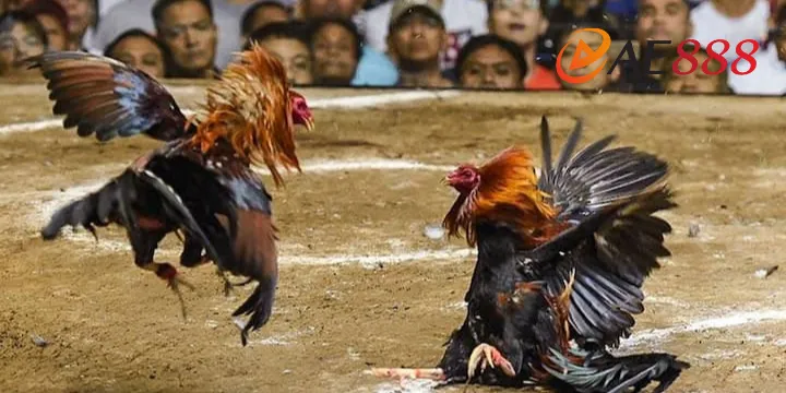 Đá gà trực tiếp AE888 quy tụ trận đấu đỉnh cao khiến bao người mê