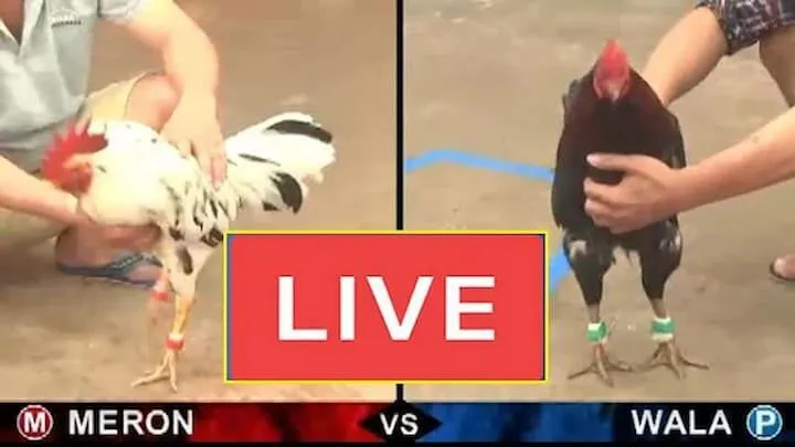 Hình thức kèo cược đá gà online 