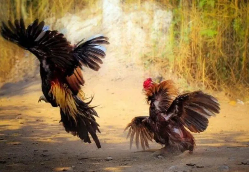 Các bước dễ dàng tham gia đá gà Thomo tại AE888