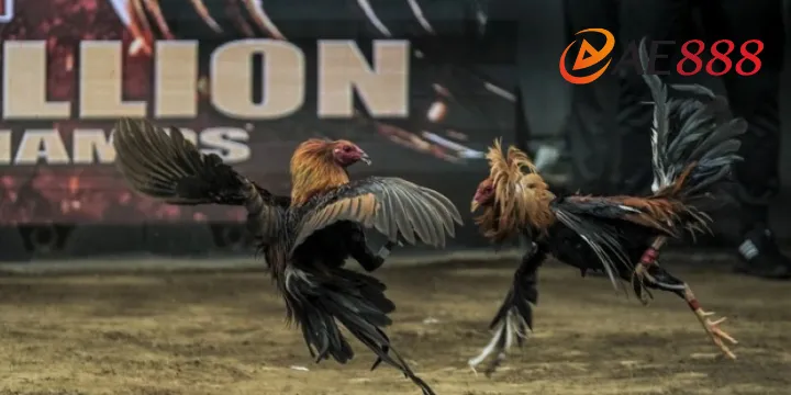 Trực tiếp đá gà hôm nay tại AE888 – Đỉnh cao kịch tính, giải trí không giới hạn