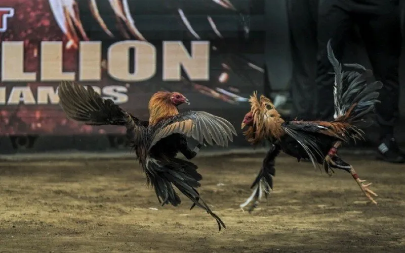 Trực tiếp đá gà hôm nay tại AE888 có gì đặc biệt?
